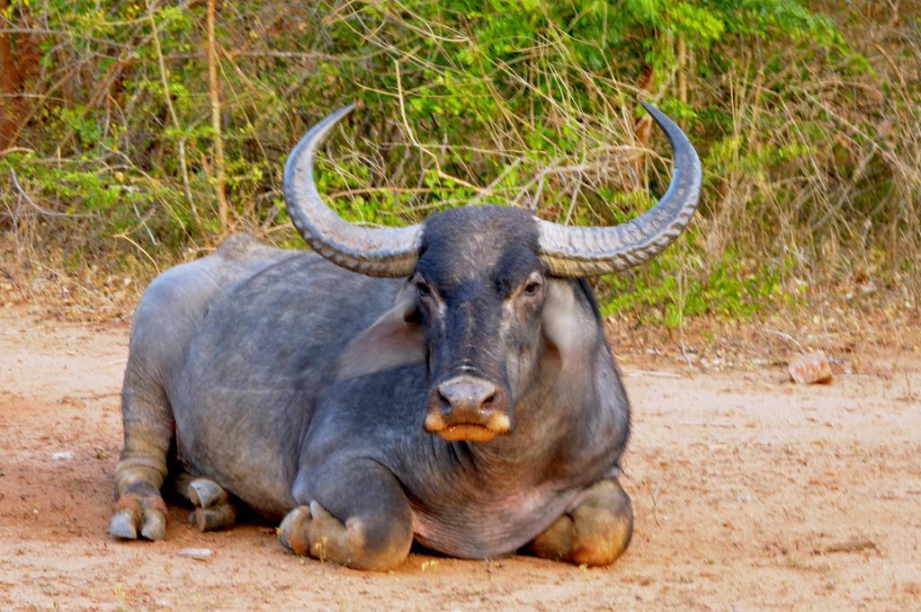Wild Panthera Yala Tissamaharama Εξωτερικό φωτογραφία