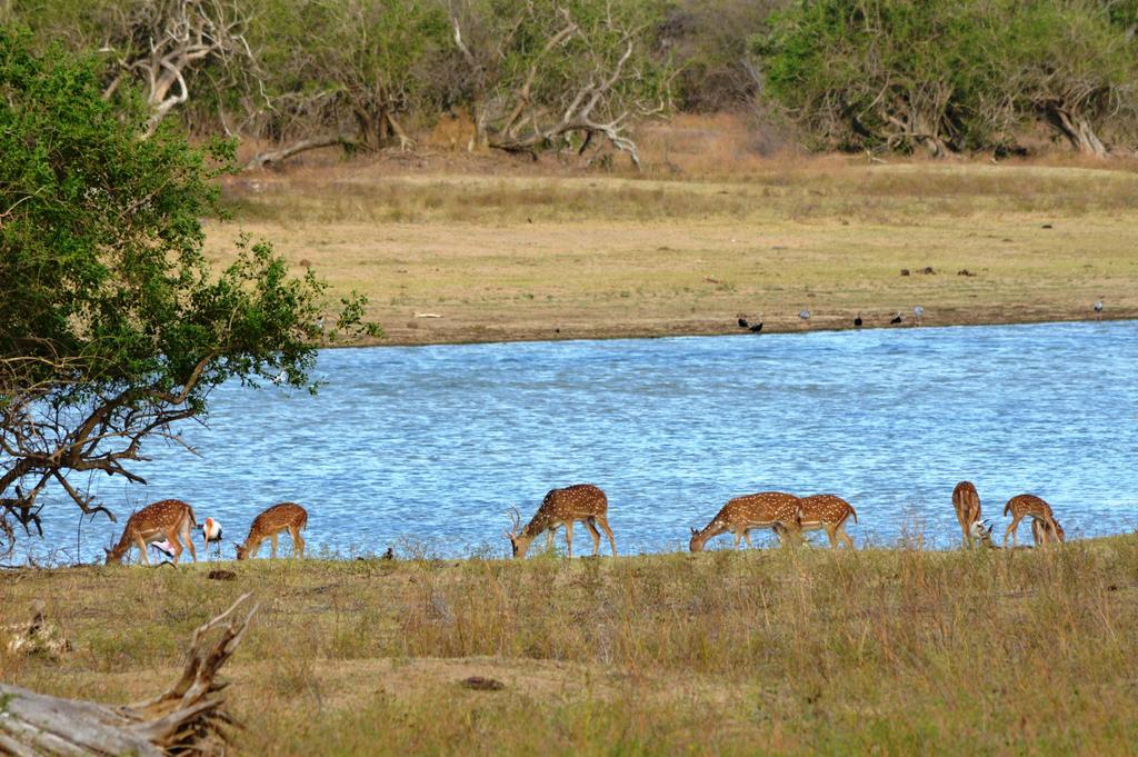 Wild Panthera Yala Tissamaharama Εξωτερικό φωτογραφία