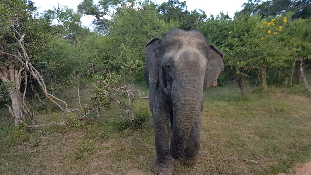 Wild Panthera Yala Tissamaharama Εξωτερικό φωτογραφία