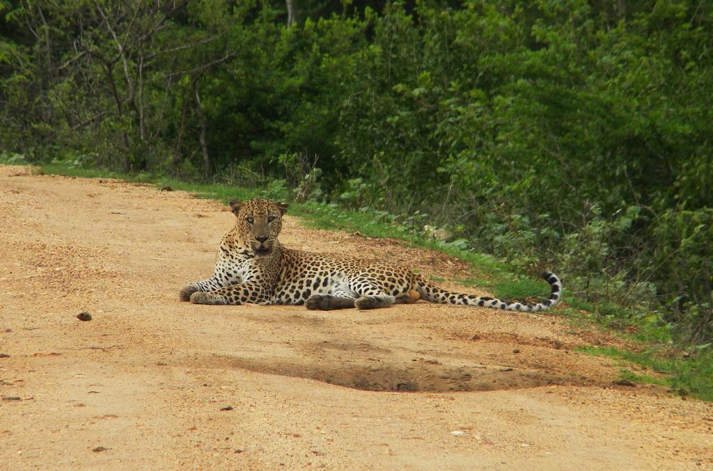 Wild Panthera Yala Tissamaharama Εξωτερικό φωτογραφία